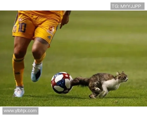 动物与足球明星的速度与灵活性对比探讨